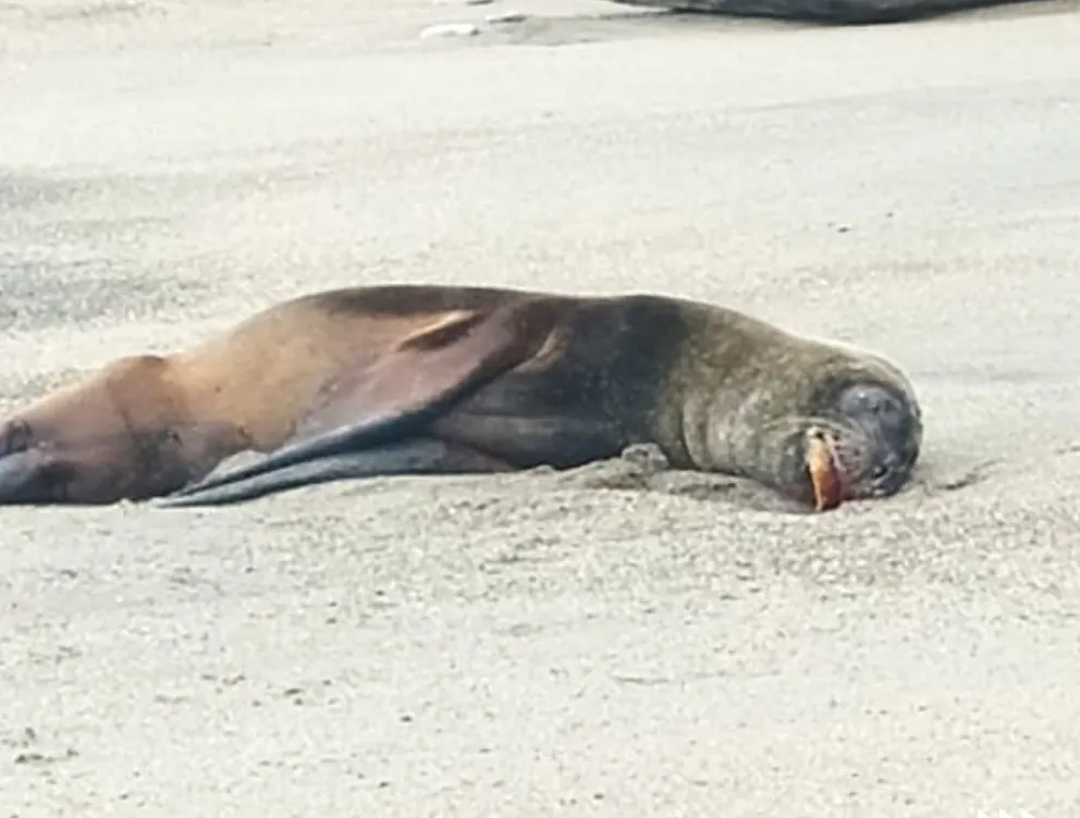 Crece el número de lobos muertos por la influenza aviar 