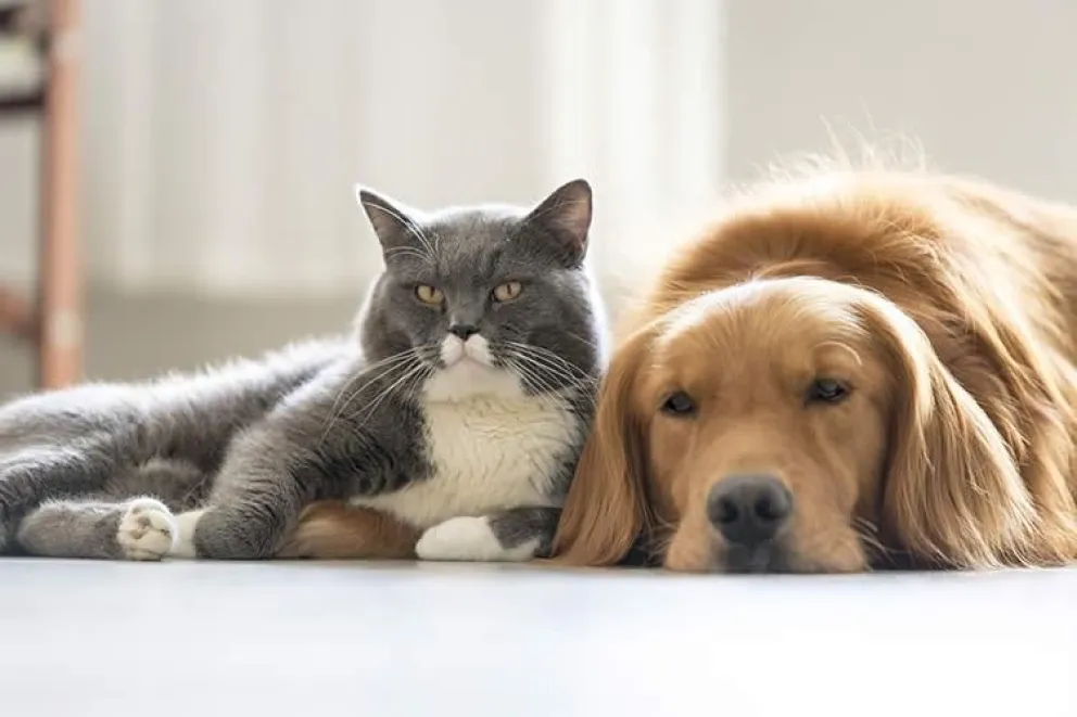 Preocupación en perros y gatos por la gripe aviar en los lobos marinos 
