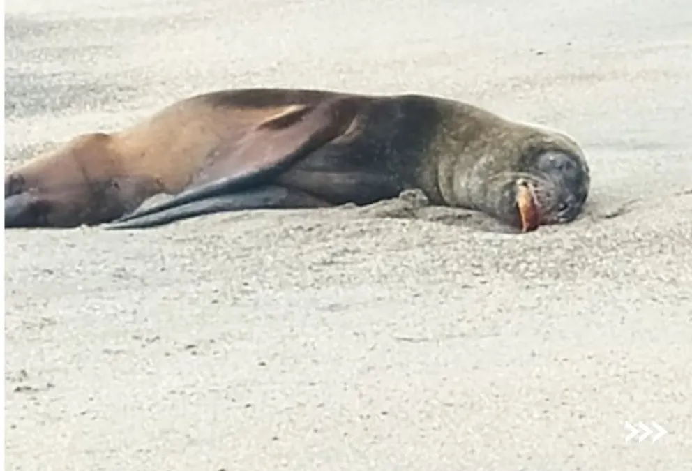 Hay temor de mutaciones hacia la gente y se insiste en no tener contacto con animales infectados