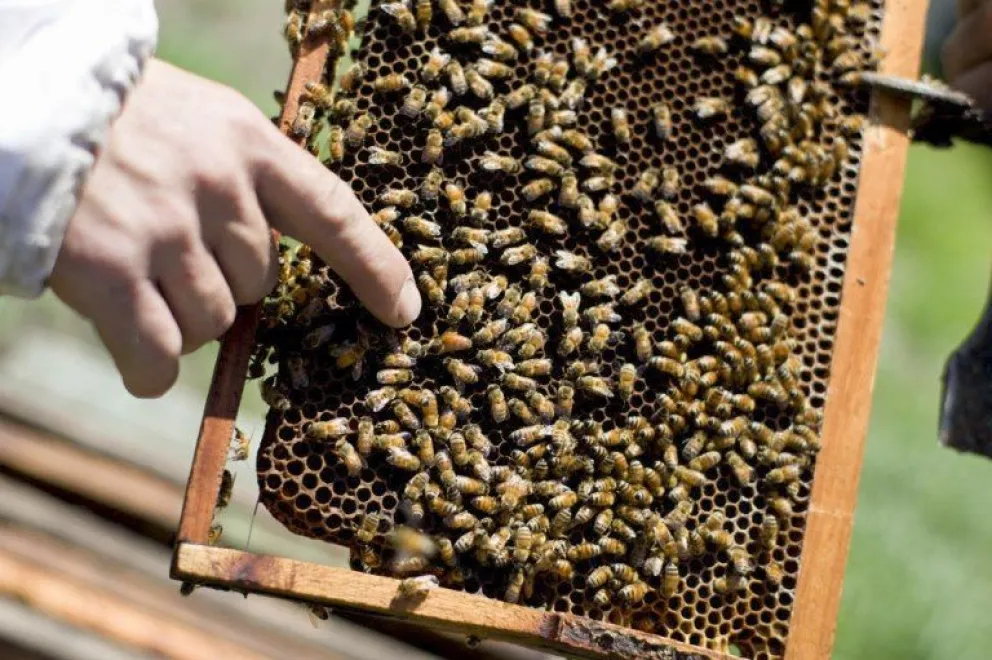 Hay un nuevo financiamiento para productores que trabajan con abejas