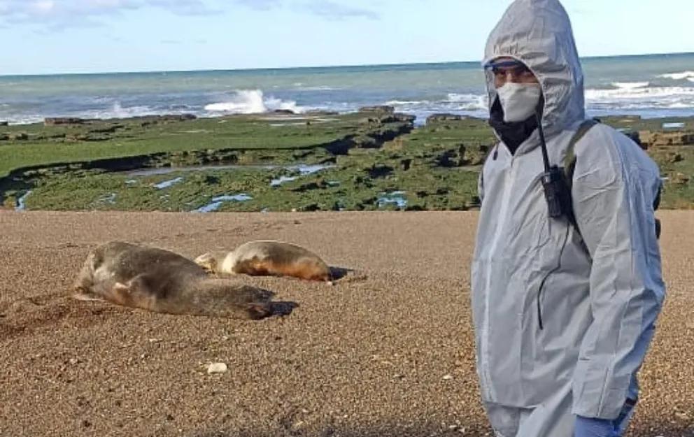 La influenza aviar sigue cobrándose la vida de lobos marinos