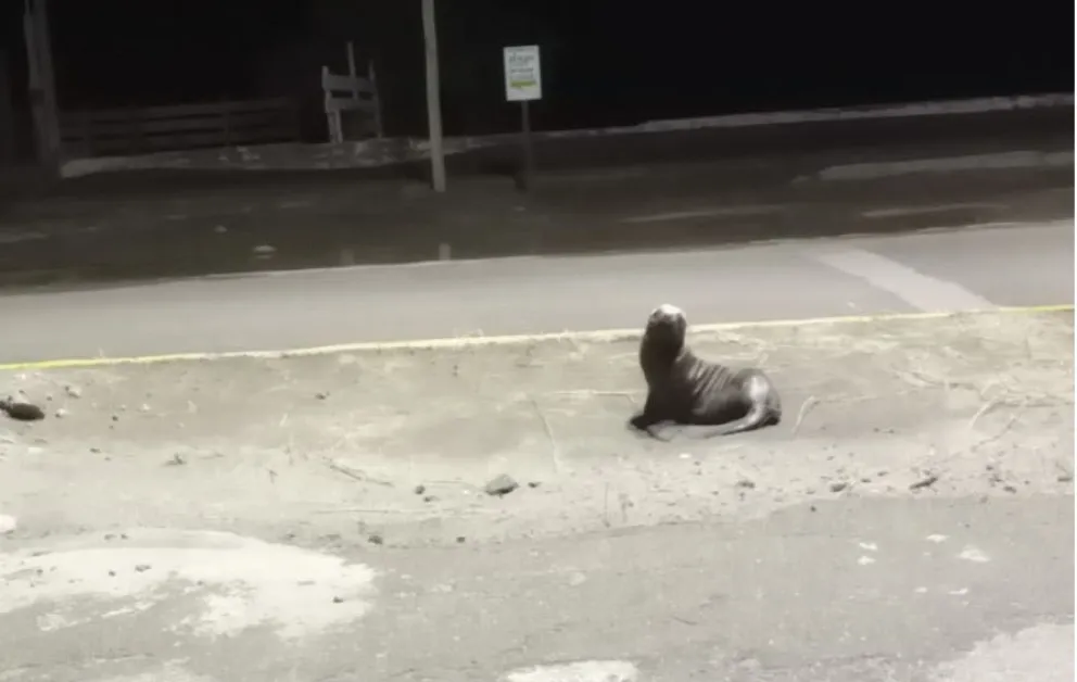 Susto en El Cóndor cuando un pequeño lobo apareció en la avenida costanera