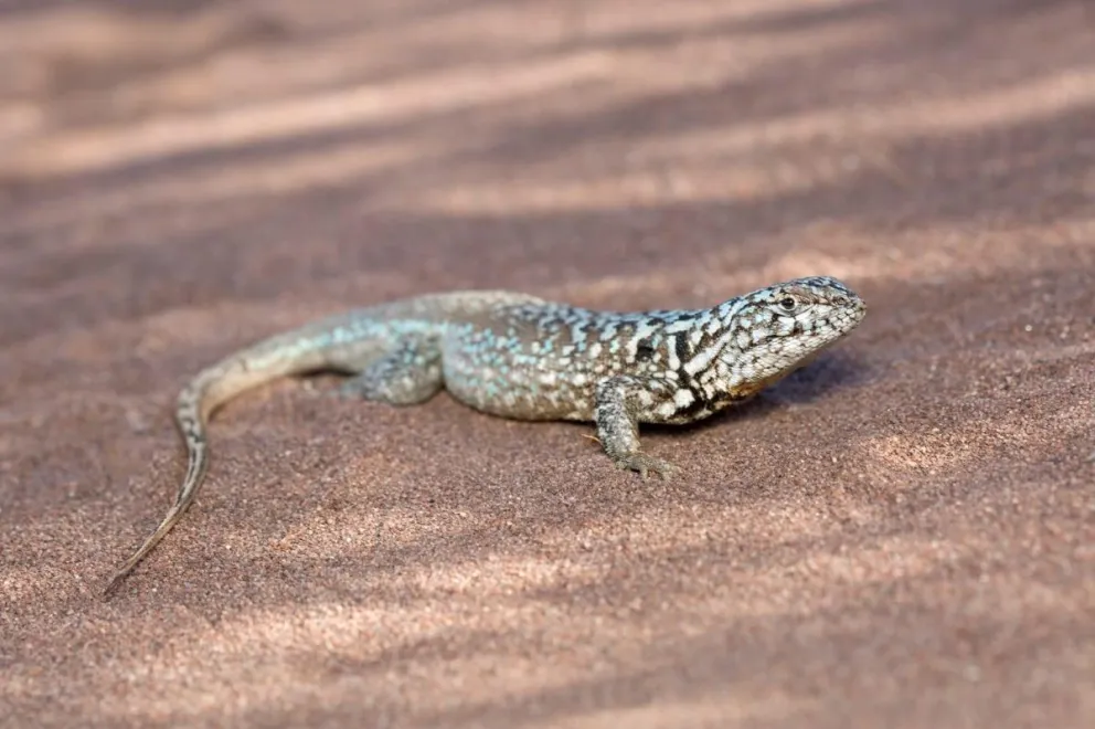Cientificios de Río Negro y Neuquén descurbieron una nueva especie