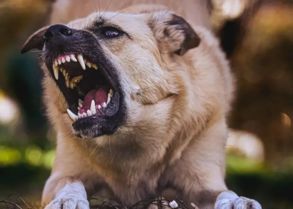 Intervino un Juzgado de Paz ante el peligroso hecho. Imagen ilustrativa.