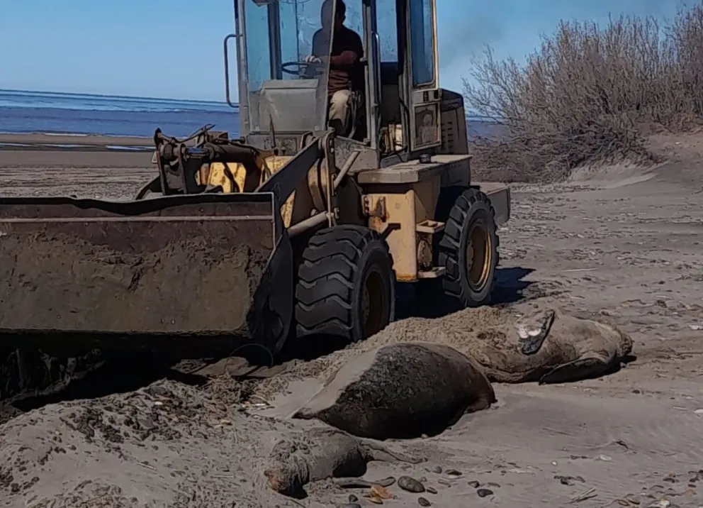 Pedido de informe sobre la mortandad de lobos marinos: “No tenemos nada que ocultar”