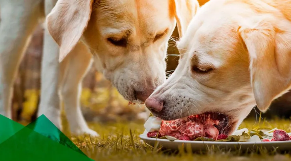 Hidatidosis: no es necesario operar los quistes, ahora hay pastillas