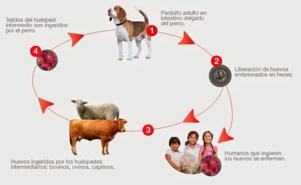 Hidatidosis: ¿Vuelve en Río Negro esta enfermedad?