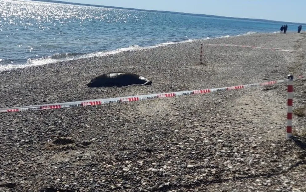 Influenza Aviar en lobos marinos: “No queremos ser la nueva Wuhan y que el virus mute para que afecte a toda la población”