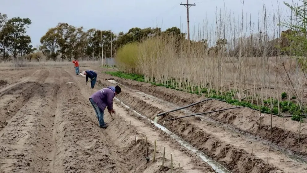 Alamos, sauces y rehuso de líquidos para forestar San Javier 