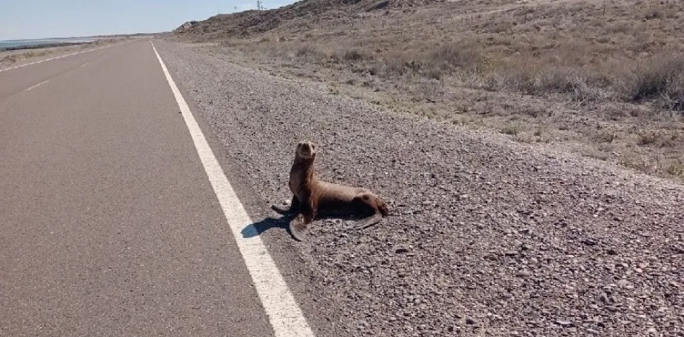 Lobos callejeros obligan a personal especializado a devolverlos a su hábitat