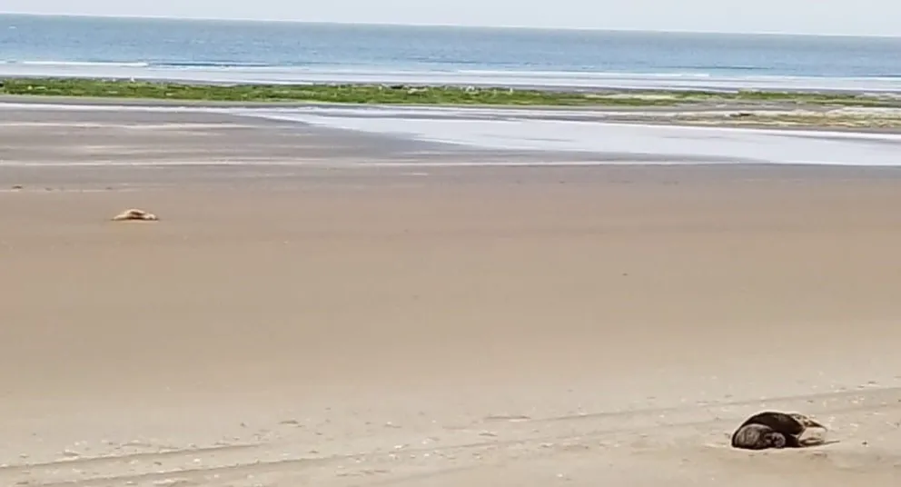 En Pozo Salado, Caleta de Los Loros y Bahía Creek siguen apareciendo lobos muertos