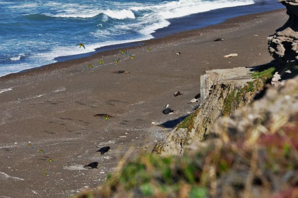 Impacto de la gripe aviar en las colonias de lobos: La situación en Punta Bermeja