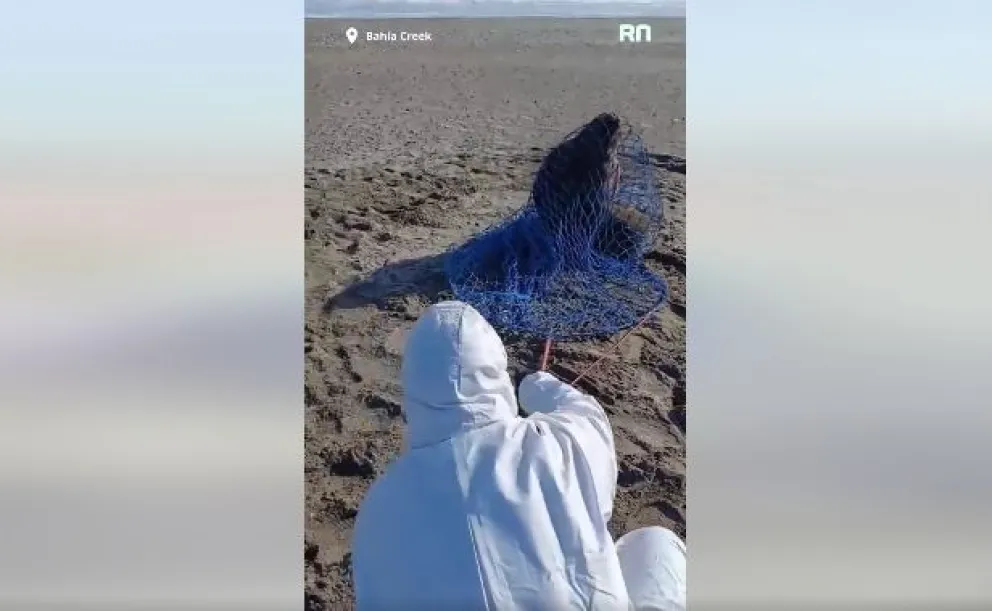 Video: rescataron a un lobo marino durante tareas de monitoreo