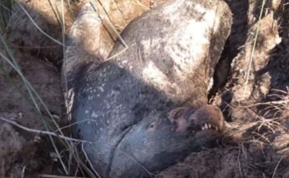 Apareció muerto un cachorro de lobo marino en el río, cerca de un loteo