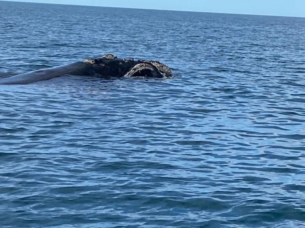 Avistaje de ballenas en Las Grutas: los valores y la experiencia vivida desde adentro