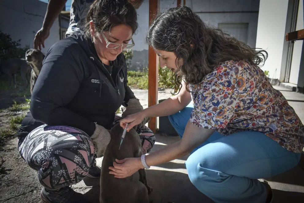 Apareció un murciélago con rabia en el centro de Viedma y llaman a vacunar las mascotas: fíjate si estás en el radio