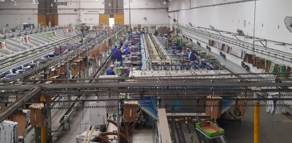 El esfuerzo de las embaladoras frutícolas dio lugar a una investigación en kinesiología