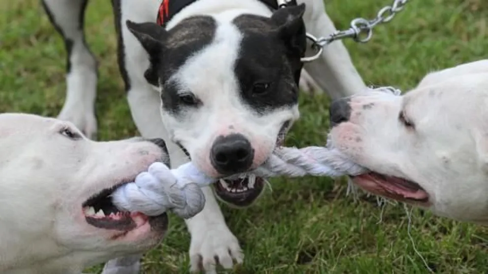 Neuquén: tres pitbulls atacaron a una embarazada y su pareja