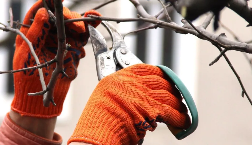 Habrá ramas caídas durante todo el año en Viedma