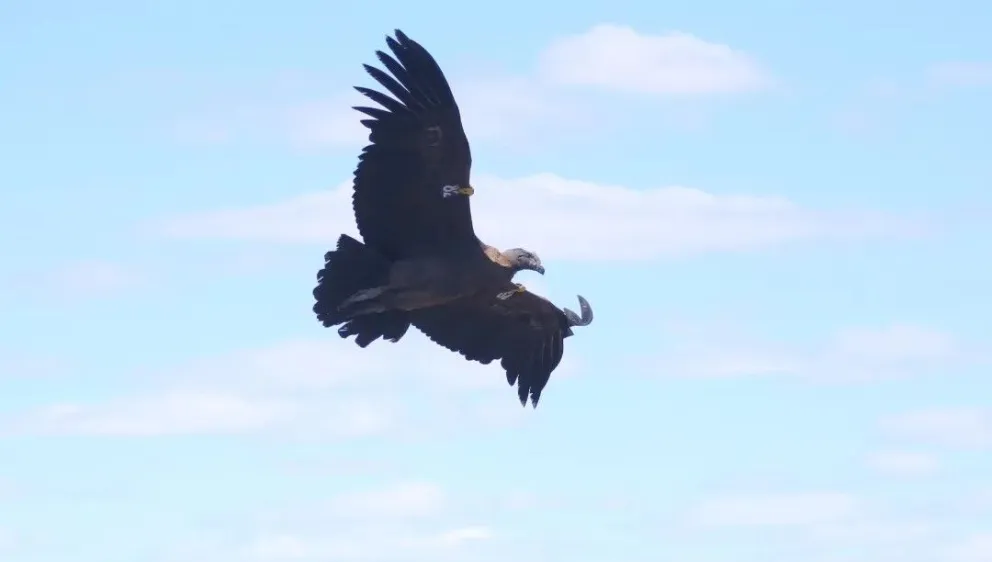 Tres nuevos cóndores surcan los cielos rionegrinos