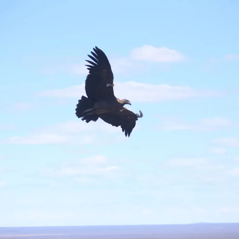 Tres cóndores fueron liberados dentro del programa "El retorno al mar"