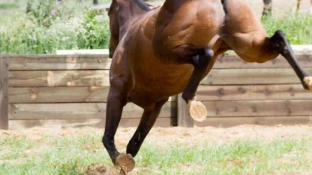 Trágico: niño de dos años falleció tras recibir la patada de un caballo en el rostro