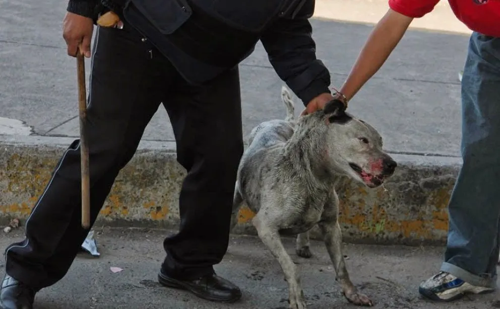 Brutalidad: fue condenado por ahorcar a un perro y tirarlo moribundo en un basural