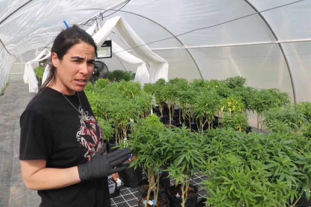 Entra en la última etapa el proyecto de producción de cannabis medicinal de Patagonia Norte