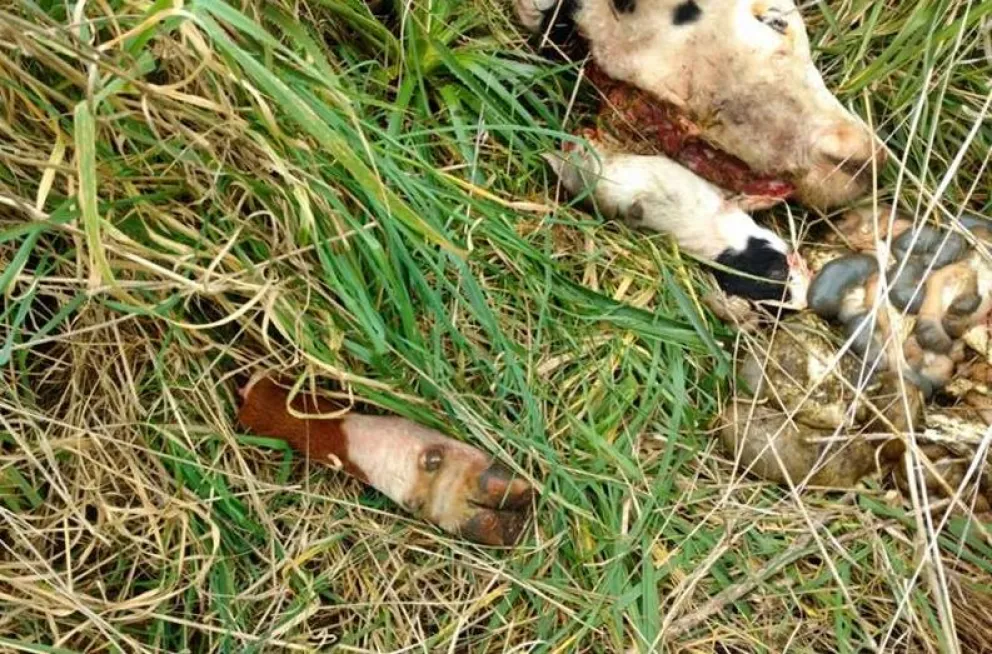 Multas en Viedma: los nuevos precios de las infracciones comerciales y de convivencia