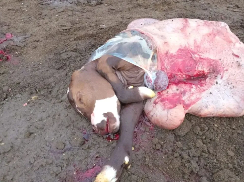 Abigeato: golpe a la ilusión de los productores que buscan respuestas en la justicia