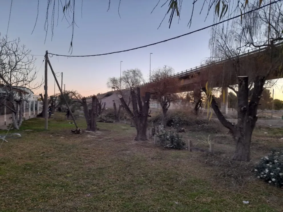 Decapitó árboles de un espacio público y pagó fuerte multa