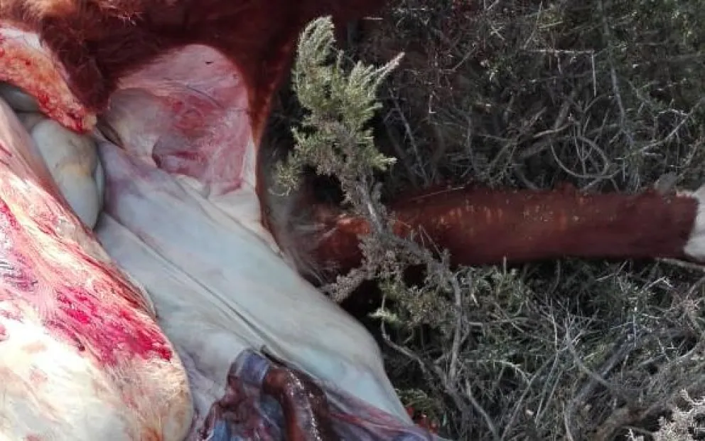 Delincuentes se aseguraron el asado de fin de año a costilla del esfuerzo de terceros