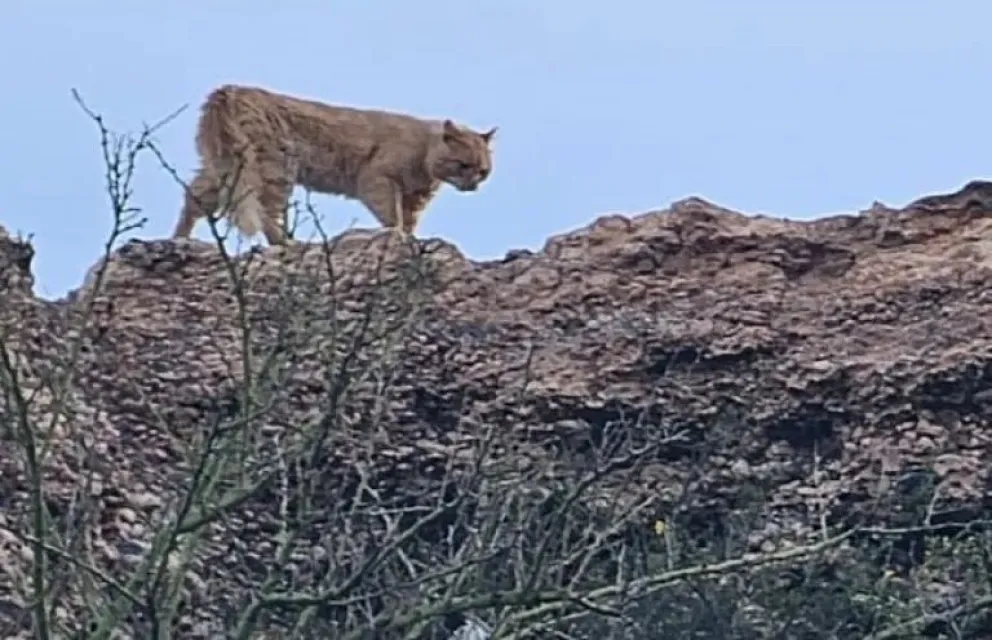 Un puma aterrorizó al alto valle de Río Negro: el video 