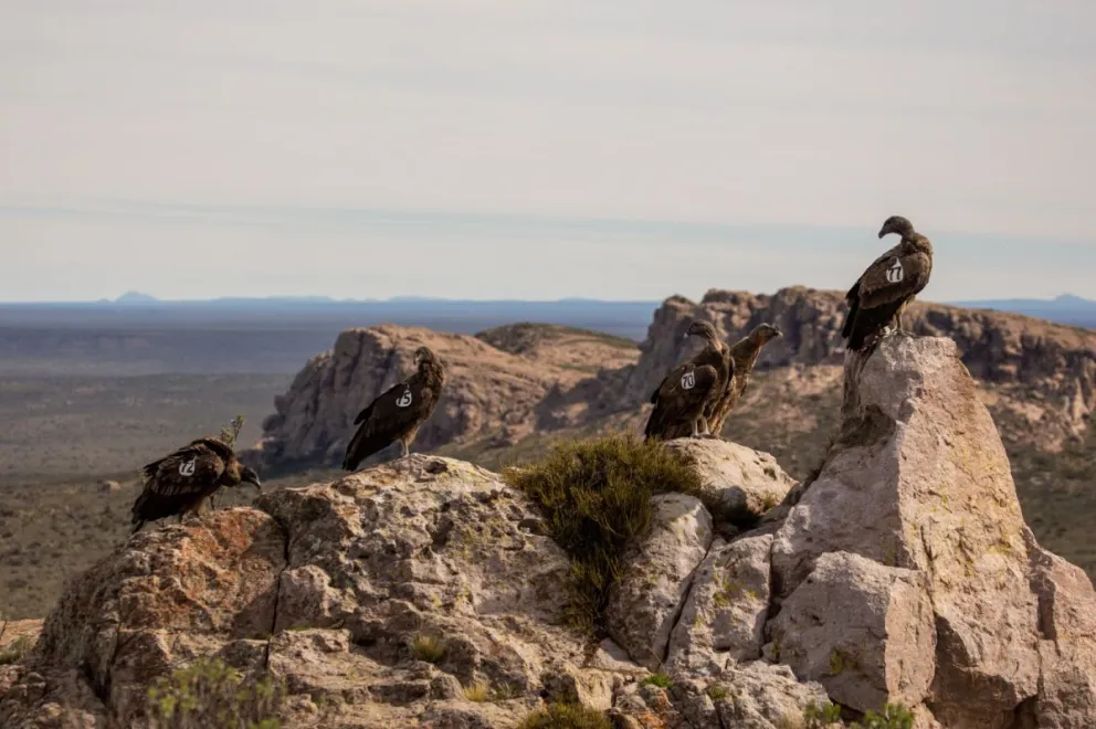 Cóndores de trampolín rionegrino recorrieron más de 178 kilómetros