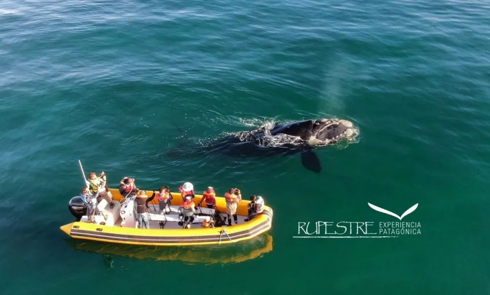 Una empresa rionegrina que se alista para nadar con lobos marinos