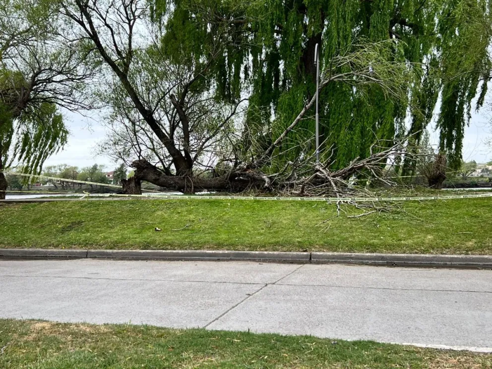 Sin temporal a la vista, la costanera amaneció con árboles caídos