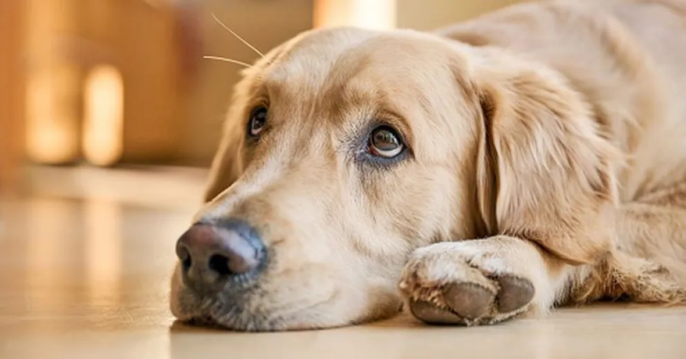 Elimina eficazmente el olor a perro con estos trucos caseros 