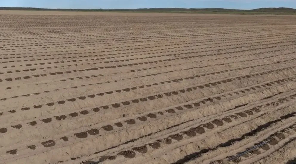 Producción: apareció un subsidio en dólares para la colonia agrícola del valle inferior