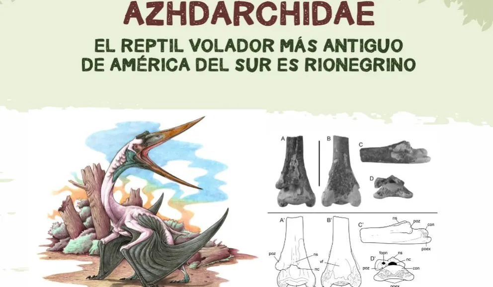 Investigadores destacaron el hallazgo del reptil volador más antiguo en Río Negro