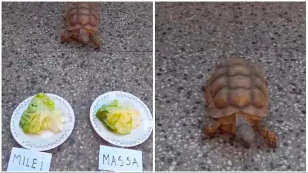 La tortuga viral que predijo a Argentina campeón vuelve a sorprender con su pronóstico del balotaje