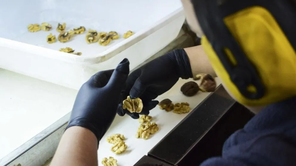 Una cooperativa agarró las manijas para darle valor agregado a los frutos secos del valle inferior