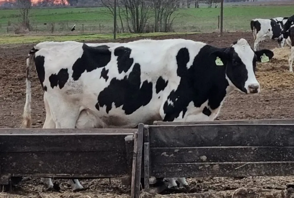 "Panorama aterrador": la alimentación de los rodeos lecheros se lleva el 70% de los ingresos de los tambos