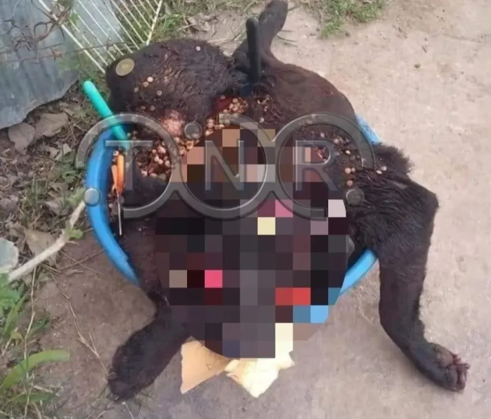 Encontraron animales con pelaje negro muertos y estarían ligados a los rituales umbanda