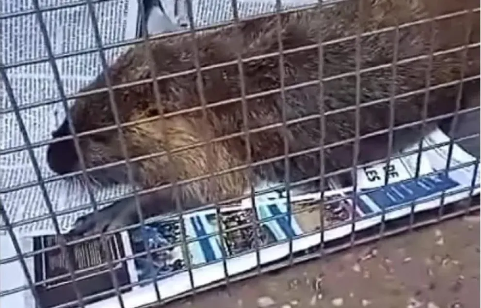 Una nutria apareció en pleno ejido urbano adentro de una bolsa y con golpes