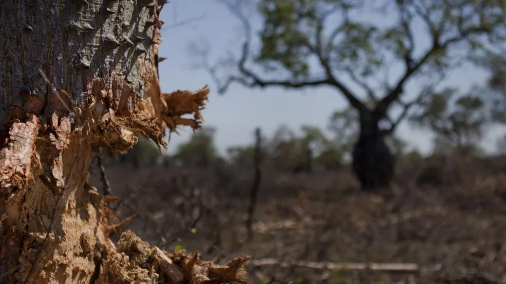 Alarmante falta de presupuesto para protección de bosques nativos en el país