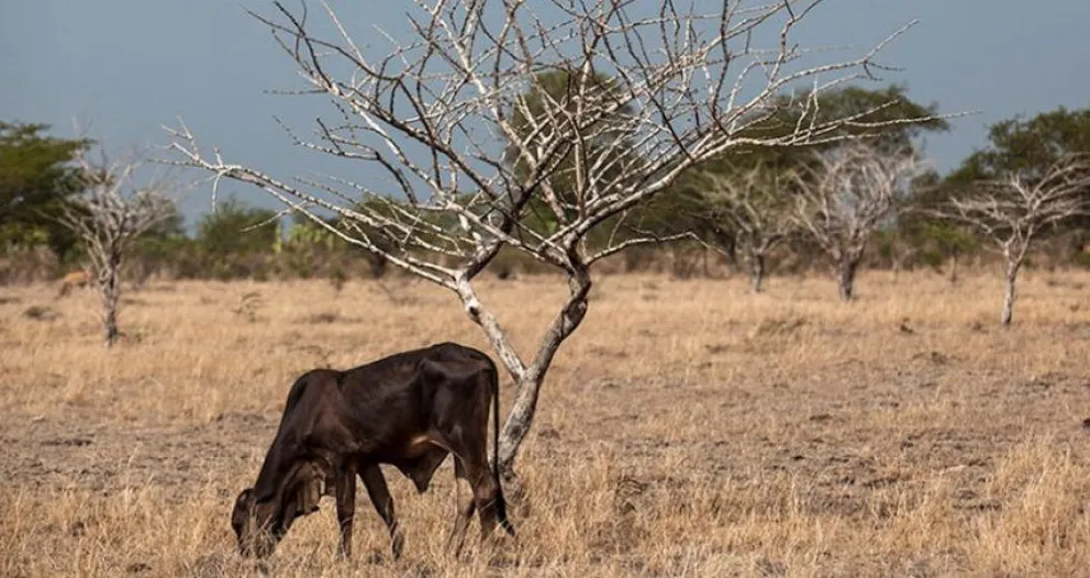 La sequía está generando estragos en campos de la zona: “Es peor que aquella de 2009”