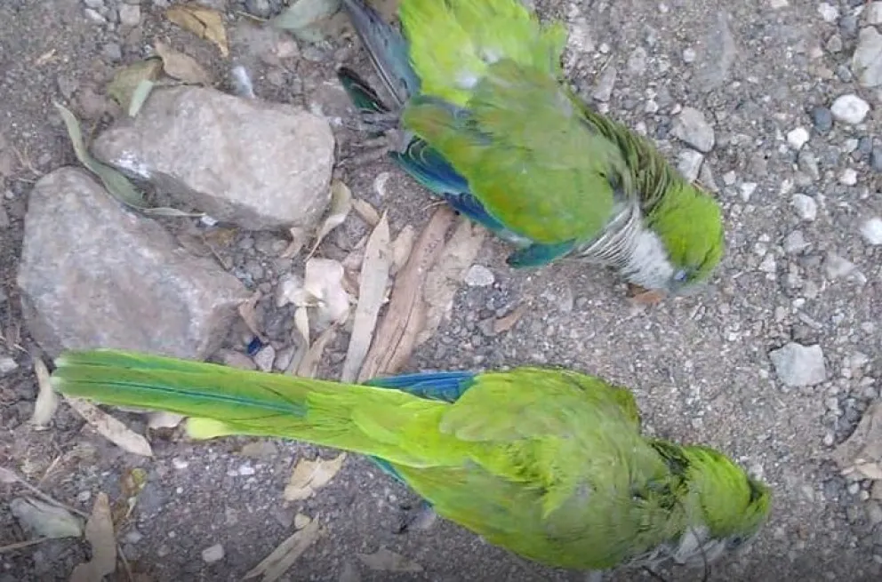 Indignación en SAO por un grupo de adolescentes que cazan aves silvestres y las exhiben en redes sociales 