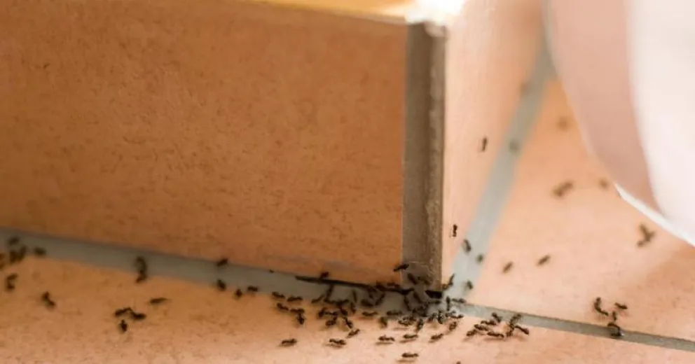 Elimina las hormigas de tu casa de manera económica y efectiva