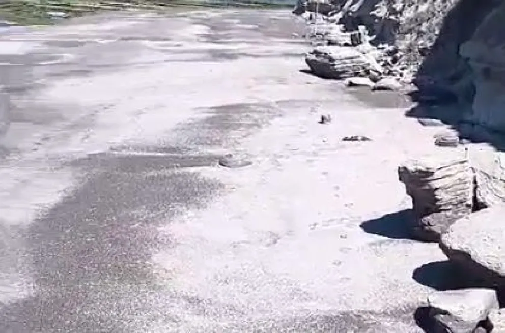 La sudestada en el mar arrasó con varios cadáveres de lobos marinos