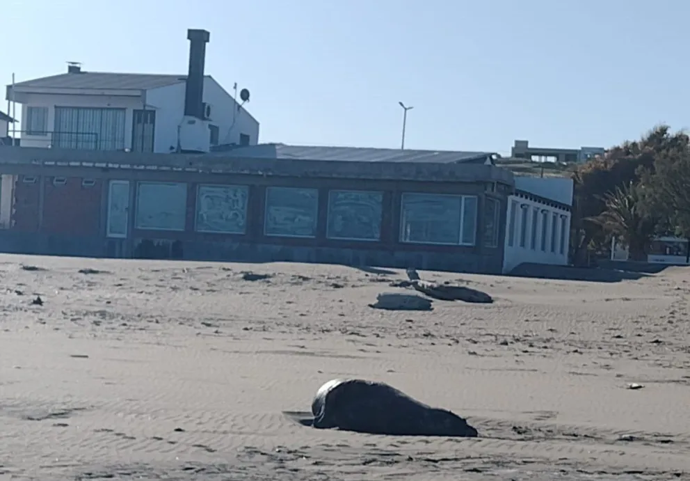 Lobos muertos en las playas de El Cóndor, una postal que nadie quiere ver 